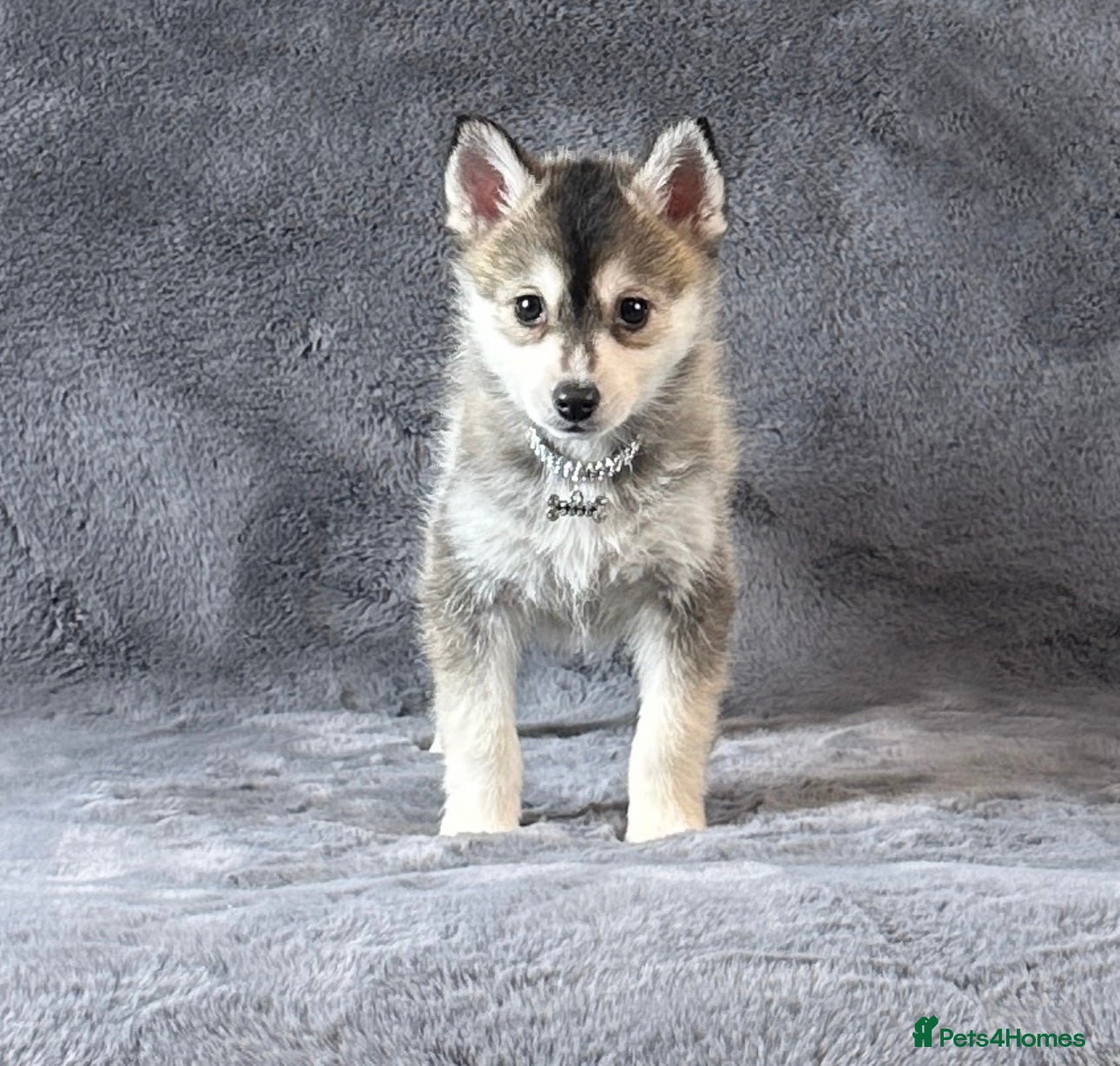 Pomsky dogs (Loki) small (f3) wolf grey male Pomsky puppy - Advert 15