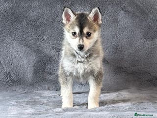 Pomsky dogs (Loki) small (f3) wolf grey male Pomsky puppy - Advert 4