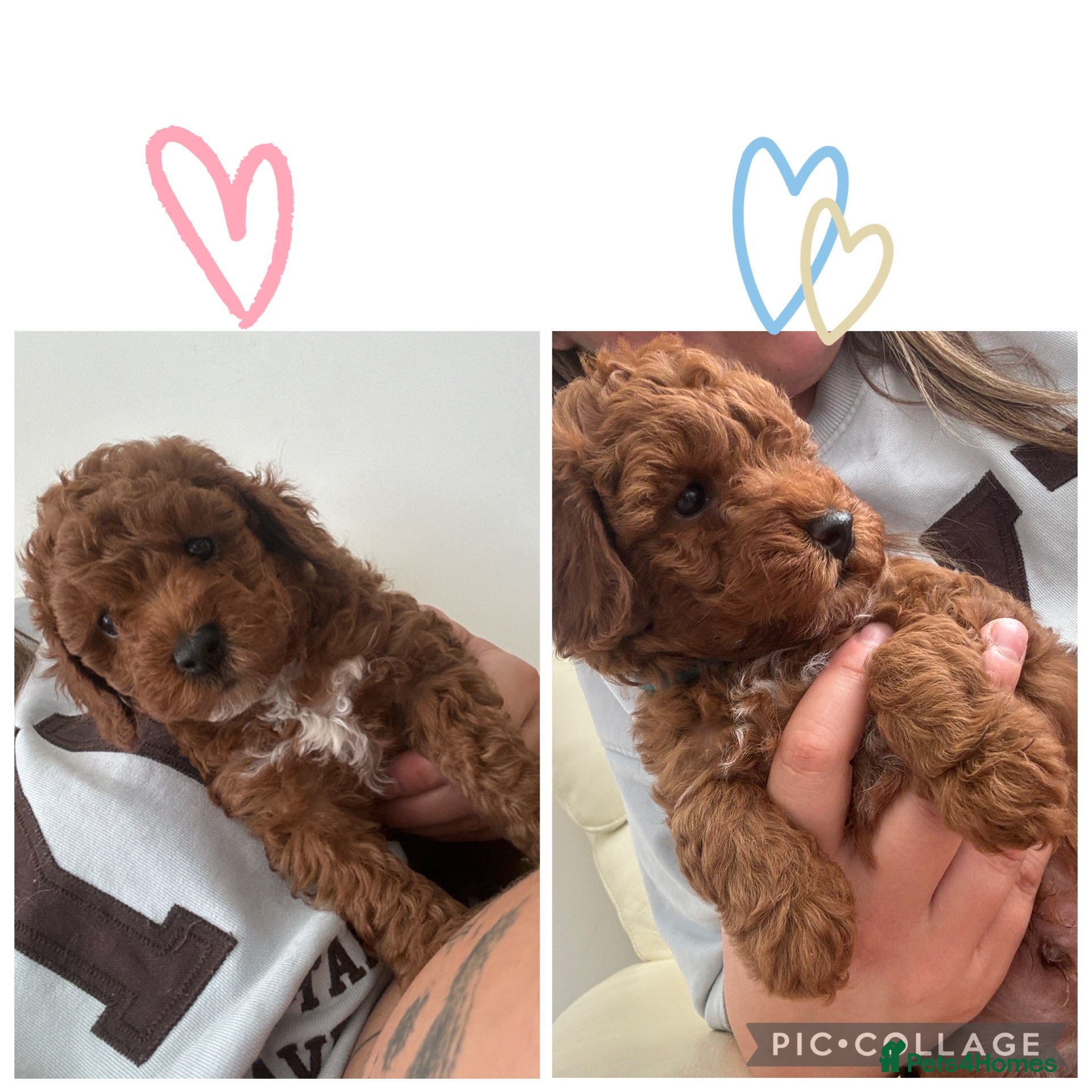 Toy Poodle dogs 🩷💙 Deep Red Toy Poodle Puppies 🌟 - Advert 10