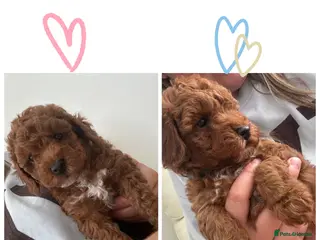 Toy Poodle dogs 🩷💙 Deep Red Toy Poodle Puppies 🌟 - Advert 1