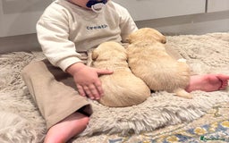 Labradoodle dogs for sale: Miniature Labradoodle Pups - Image 35