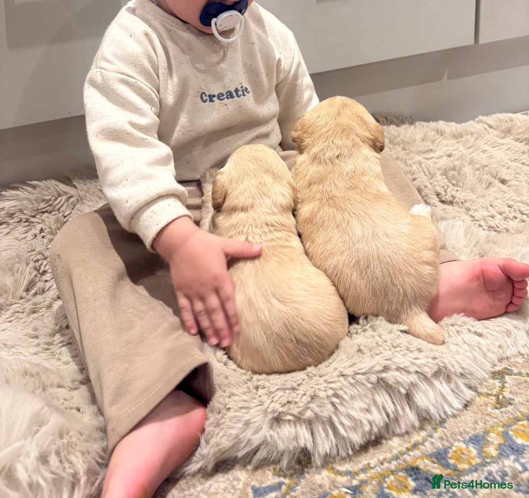 Labradoodle dogs for sale: Miniature Labradoodle Pups - Image 35