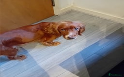 Cocker Spaniel dogs for sale: cocker spaniel puppy available - see description  - Image 5
