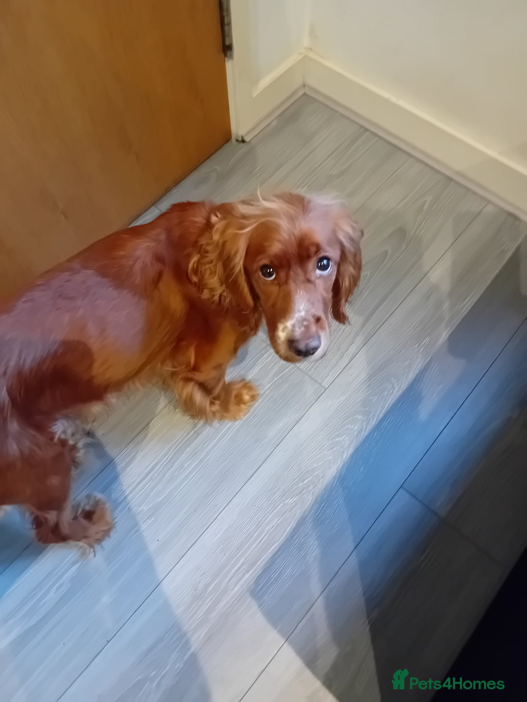 Cocker Spaniel dogs for sale: cocker spaniel puppy available - see description  - Image 5