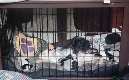 Dachshund dogs for sale: Stunning Dachshund Puppies  - Image 18