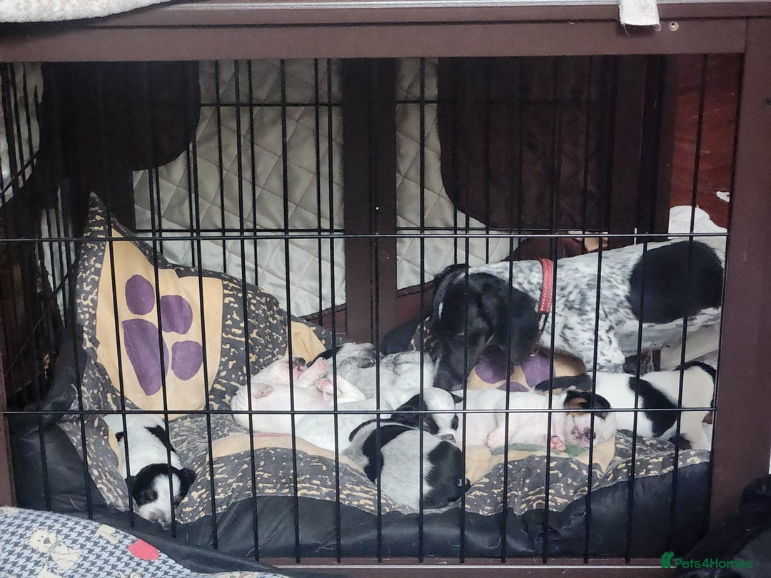Dachshund dogs for sale: Stunning Dachshund Puppies  - Image 18