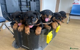 Rottweiler dogs for sale: X1 female rottweiler puppy left! 8 weeks old today in Evesham - Image 1