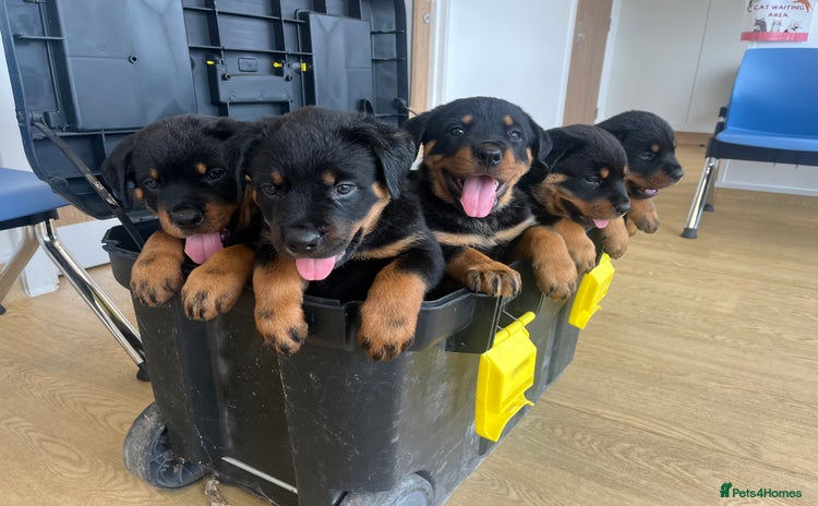 Rottweiler dogs in Evesham - Advert 8