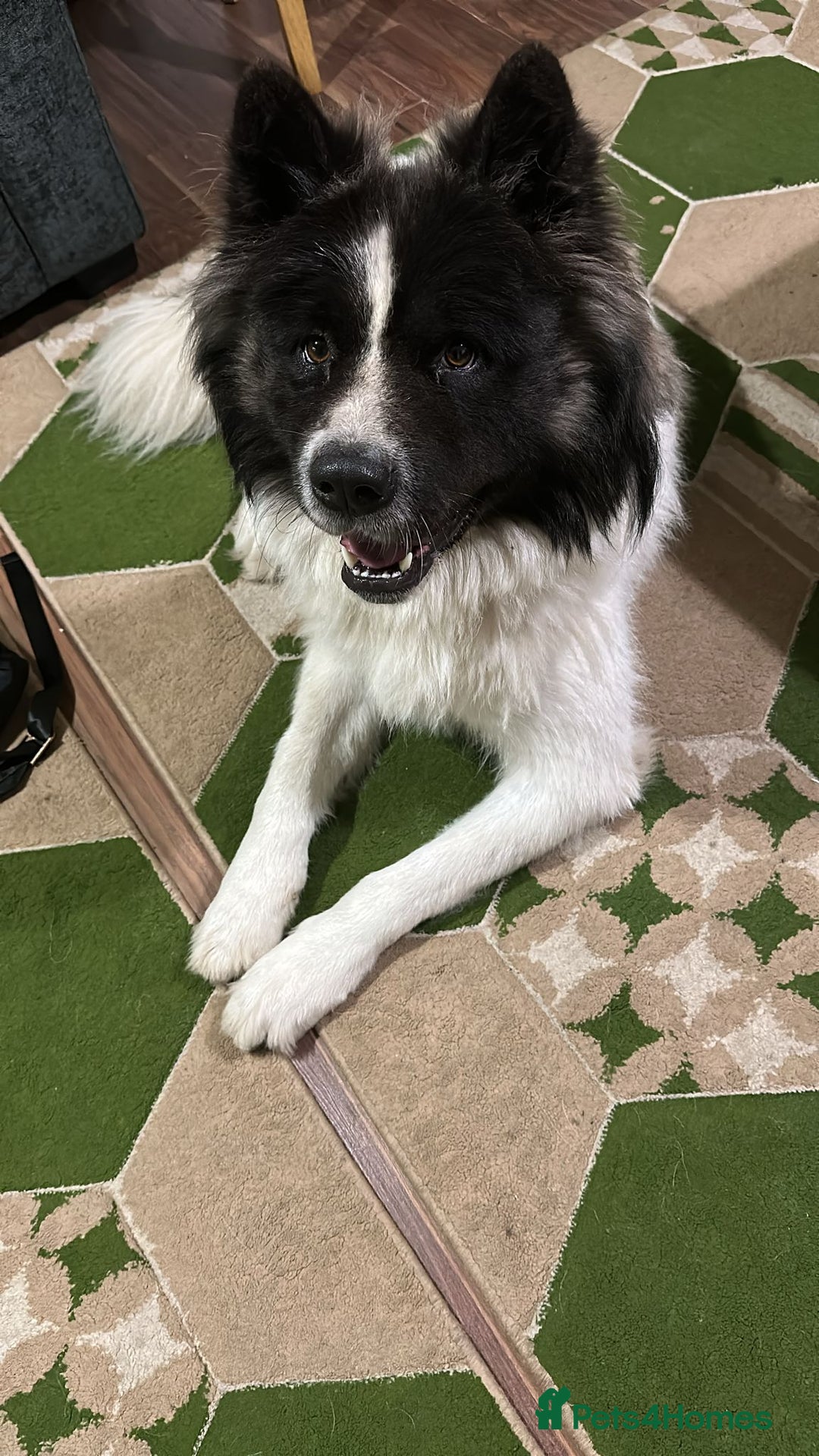 Caucasian Shepherd Dog dogs for stud: Strong Caucasian Shepherd Male for Stud - Advert 11