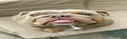 English Bulldog dogs for sale: 3 beautiful KC Registered English Bulldog puppies in Chesterfield - Advert 2