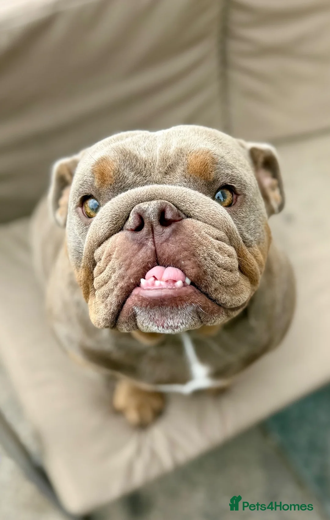 English Bulldog dogs for sale: 3 beautiful KC Registered English Bulldog puppies in Chesterfield - Advert 2