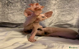 Sphynx cats for sale: Beautiful sphynx kittens - Image 4