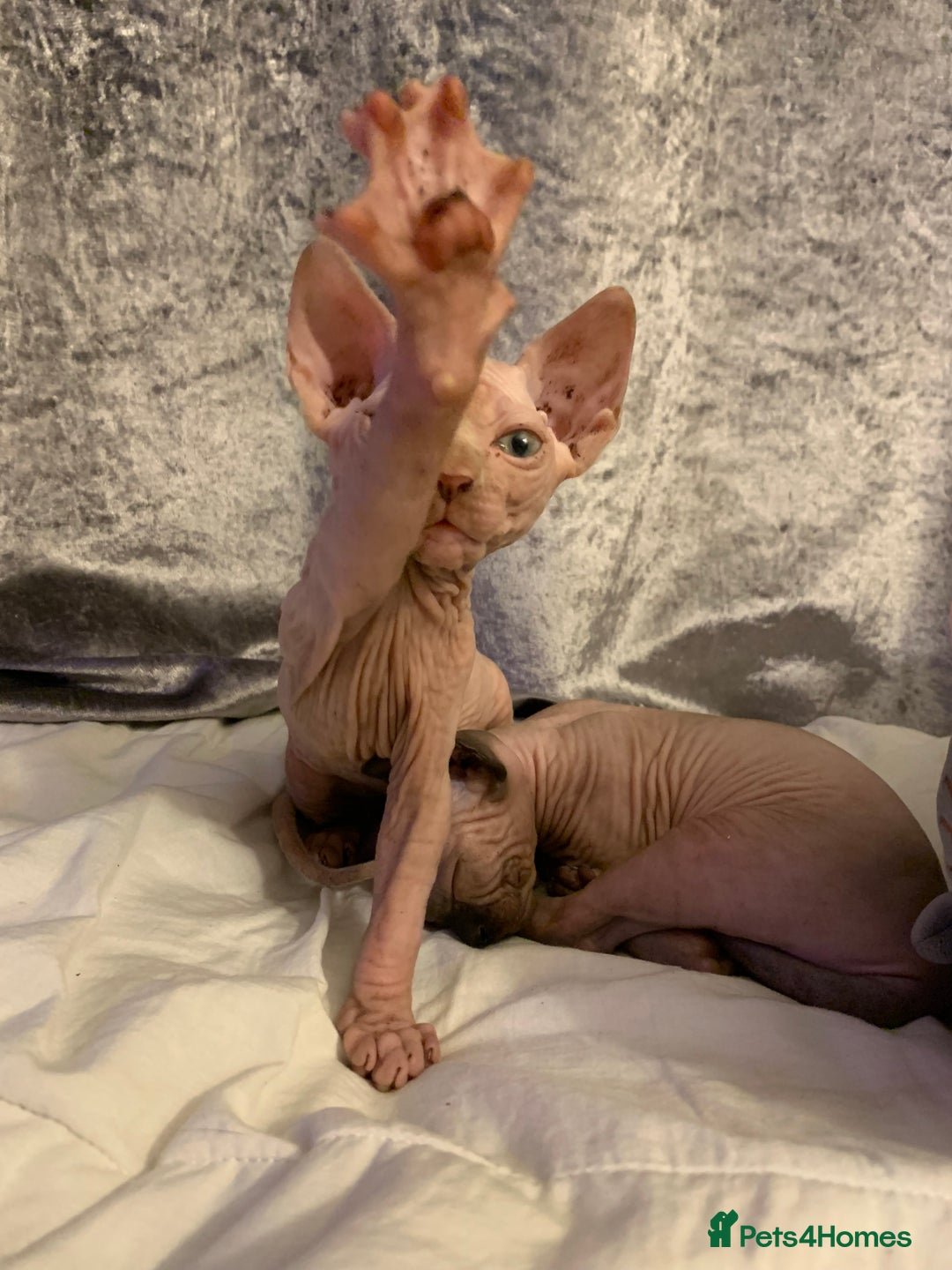 Sphynx cats for sale: Beautiful sphynx kittens - Image 4