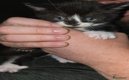 British Shorthair cats for sale: 4 kittens needing new homes - Image 4