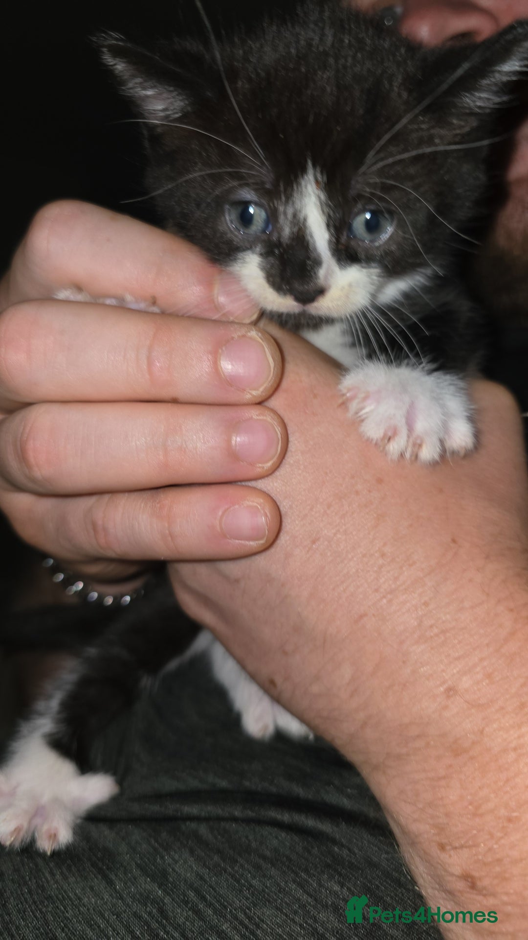 British Shorthair cats for sale: 4 kittens needing new homes - Image 4