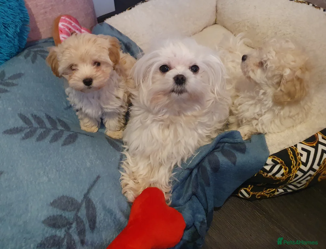 Maltipoo dogs for sale: ❤️MALTIPOO PUPPIES❤️ONLY GIRL LEFT❤️ - Advert 2