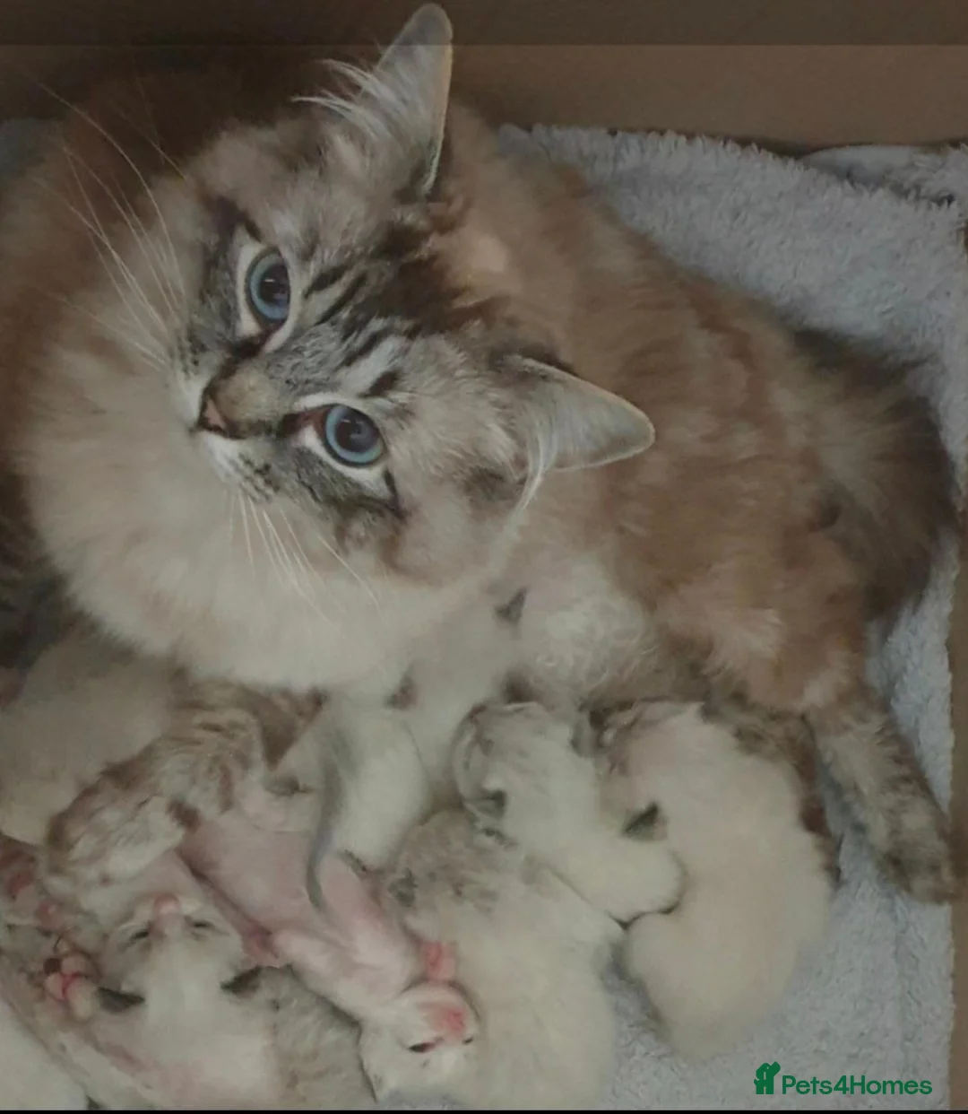 Ragdoll cats for sale: Registered/Pedigree/Stunning/Ragdolls  - Advert 30