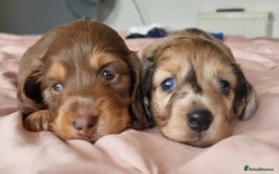 Miniature Dachshund dogs for sale: Long hair minature dachshunds - Image 12