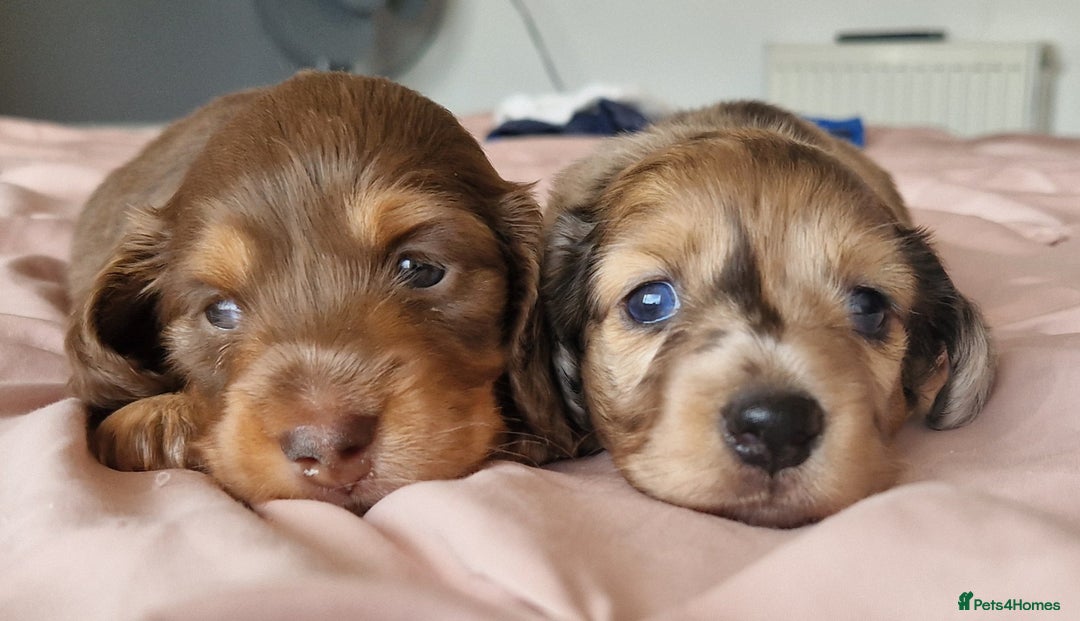 Miniature Dachshund dogs for sale: Long hair minature dachshunds - Image 12