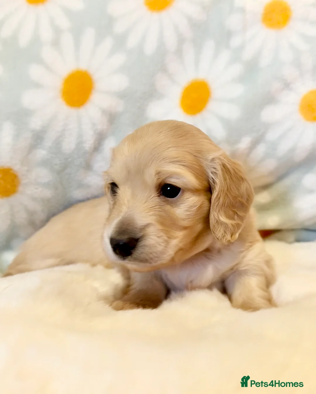 Miniature Dachshund dogs for sale: Beautiful miniature long haired cream dachshunds  - Advert 16