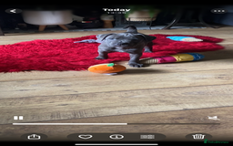 Staffordshire Bull Terrier dogs for sale: 🐾Reduced♥️World Famous Samtan Dozer & C in Swansea - Image 9