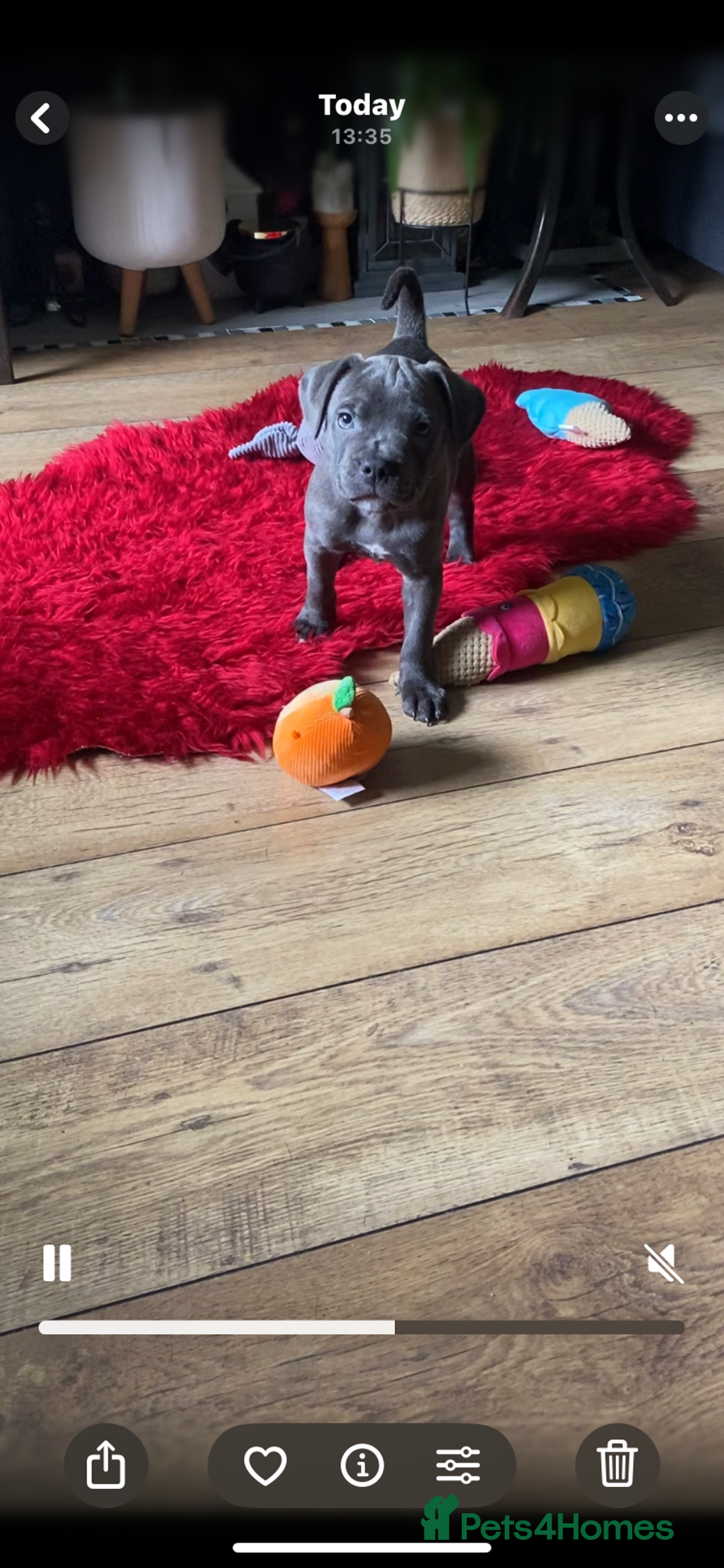 Staffordshire Bull Terrier dogs for sale: 🐾Reduced♥️World Famous Samtan Dozer & C in Swansea - Image 9