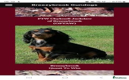Cocker Spaniel dogs for sale: Beautiful Working Cocker Spaniel Puppies  - Image 8