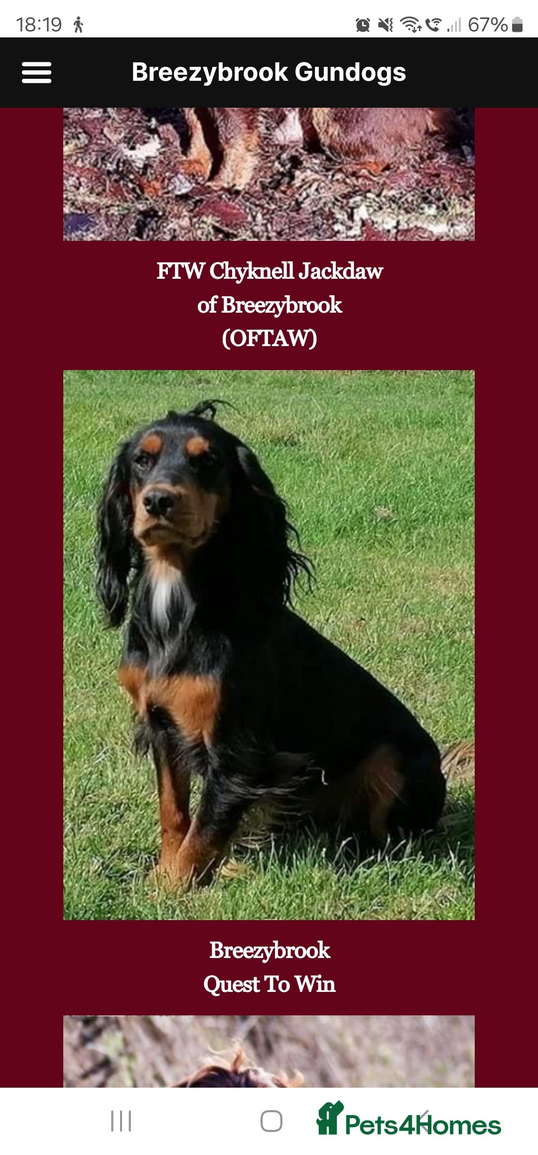 Cocker Spaniel dogs for sale: Beautiful Working Cocker Spaniel Puppies  - Image 8