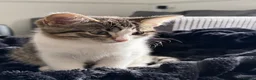 Domestic Shorthair cats for sale: Mimi  in Dewsbury - Advert 2