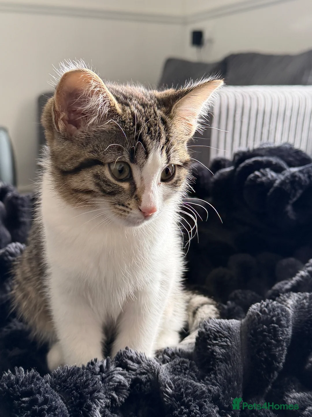 Domestic Shorthair cats for sale: Mimi  in Dewsbury - Advert 2