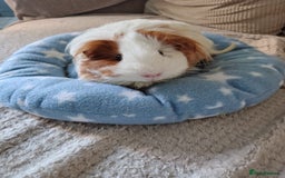 Guinea Pig rodents for sale: 3 Female Guinea Pigs  - Image 1
