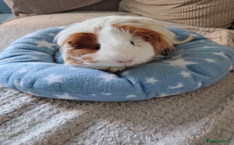 Guinea Pig rodents - Advert 1