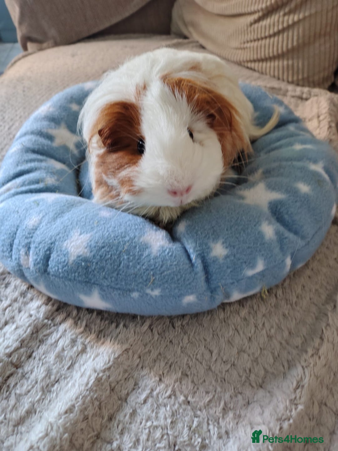 Guinea Pig rodents for sale: 3 Female Guinea Pigs  - Image 1