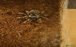 Tarantulas invertebrates for sale: Rear horned baboon - Advert 2