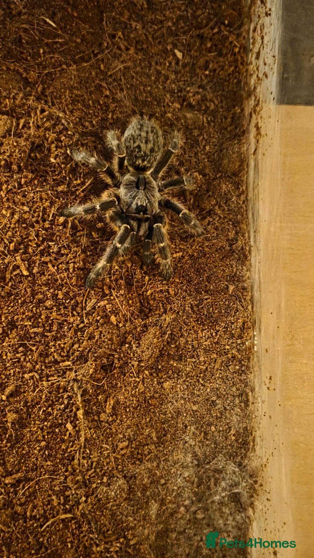 Tarantulas invertebrates for sale: Rear horned baboon - Advert 2