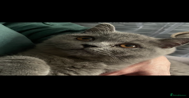 British Shorthair cats - Advert 8