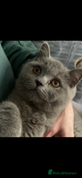 British Shorthair cats - Advert 2