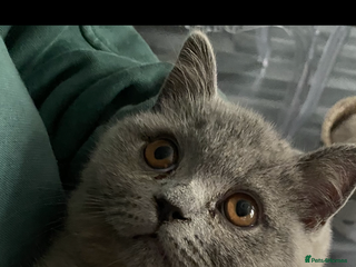 British Shorthair cats - Advert 5