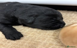 Labrador Retriever dogs for sale: Show Chunky Black & Yellow Labradors  - Advert 5