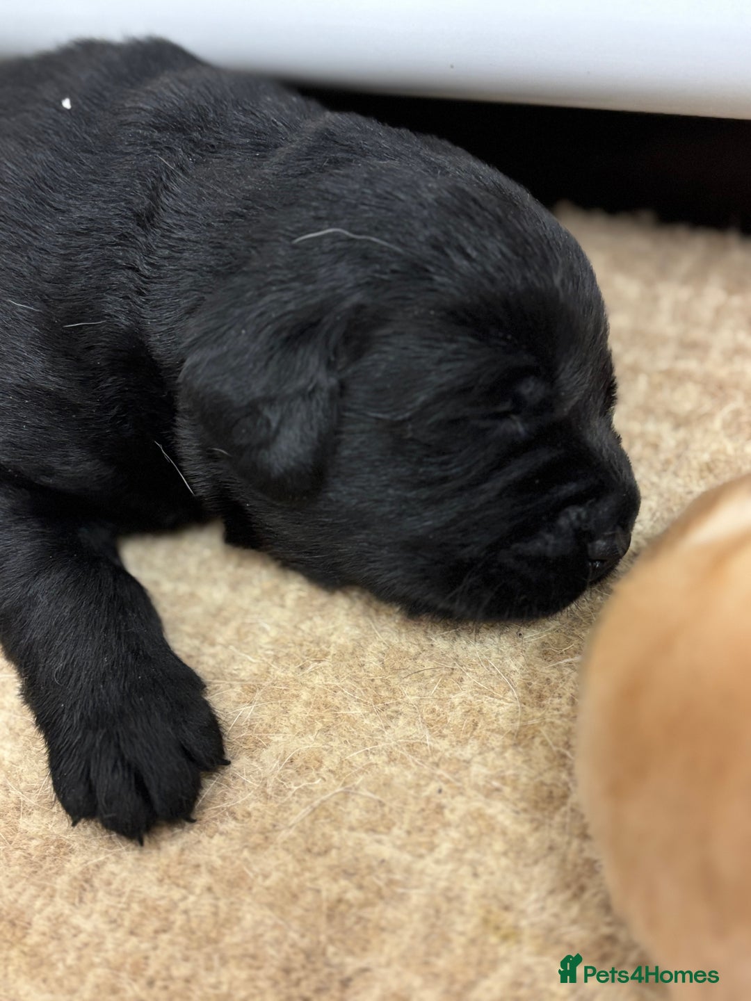 Labrador Retriever dogs for sale: Show Chunky Black & Yellow Labradors  - Advert 5