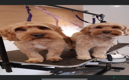 Cockapoo dogs for sale: 5 Year old Cockapoo - Image 3