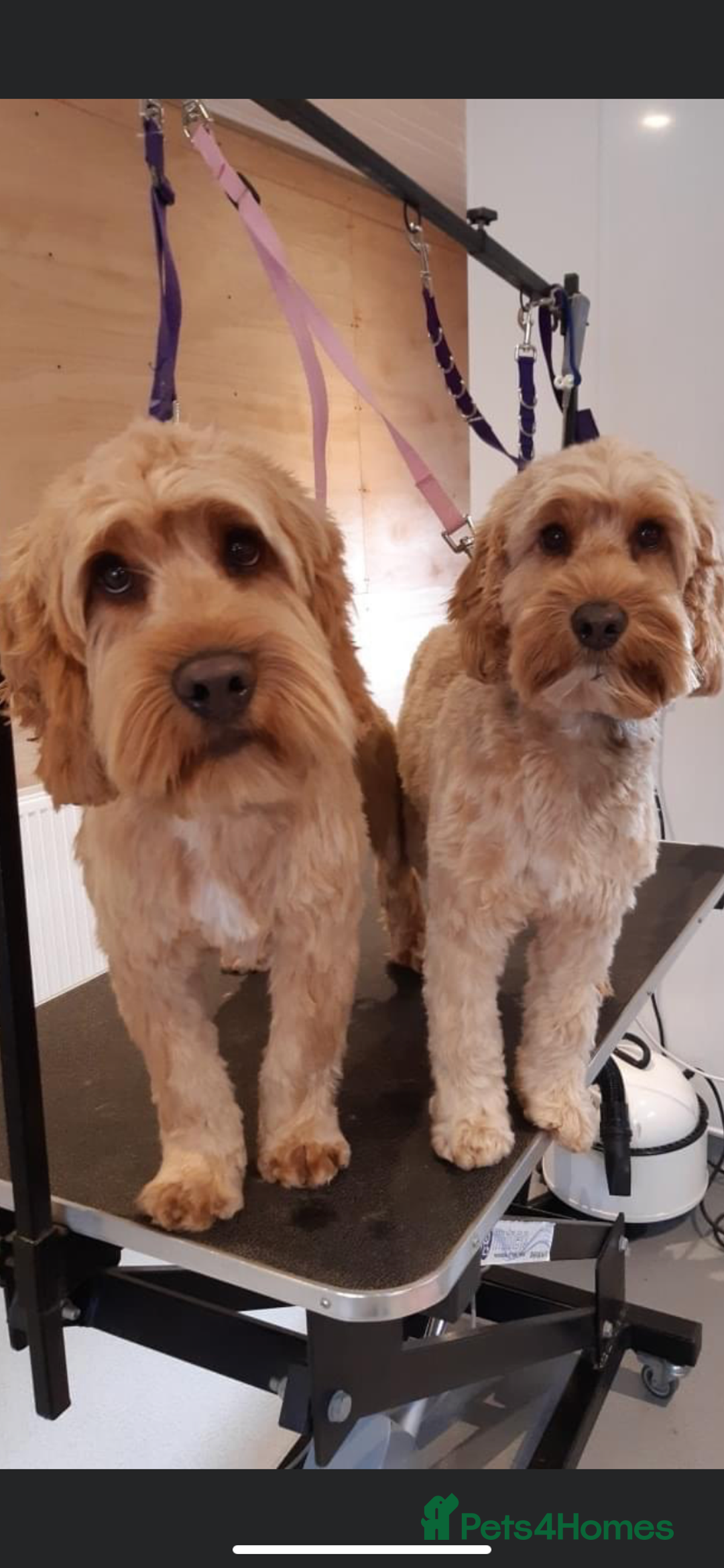 Cockapoo dogs for sale: 5 Year old Cockapoo - Image 3