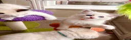 Ragdoll cats for sale: Gorgeous Tica registered Ragdoll kittens 1 girl  - Advert 30