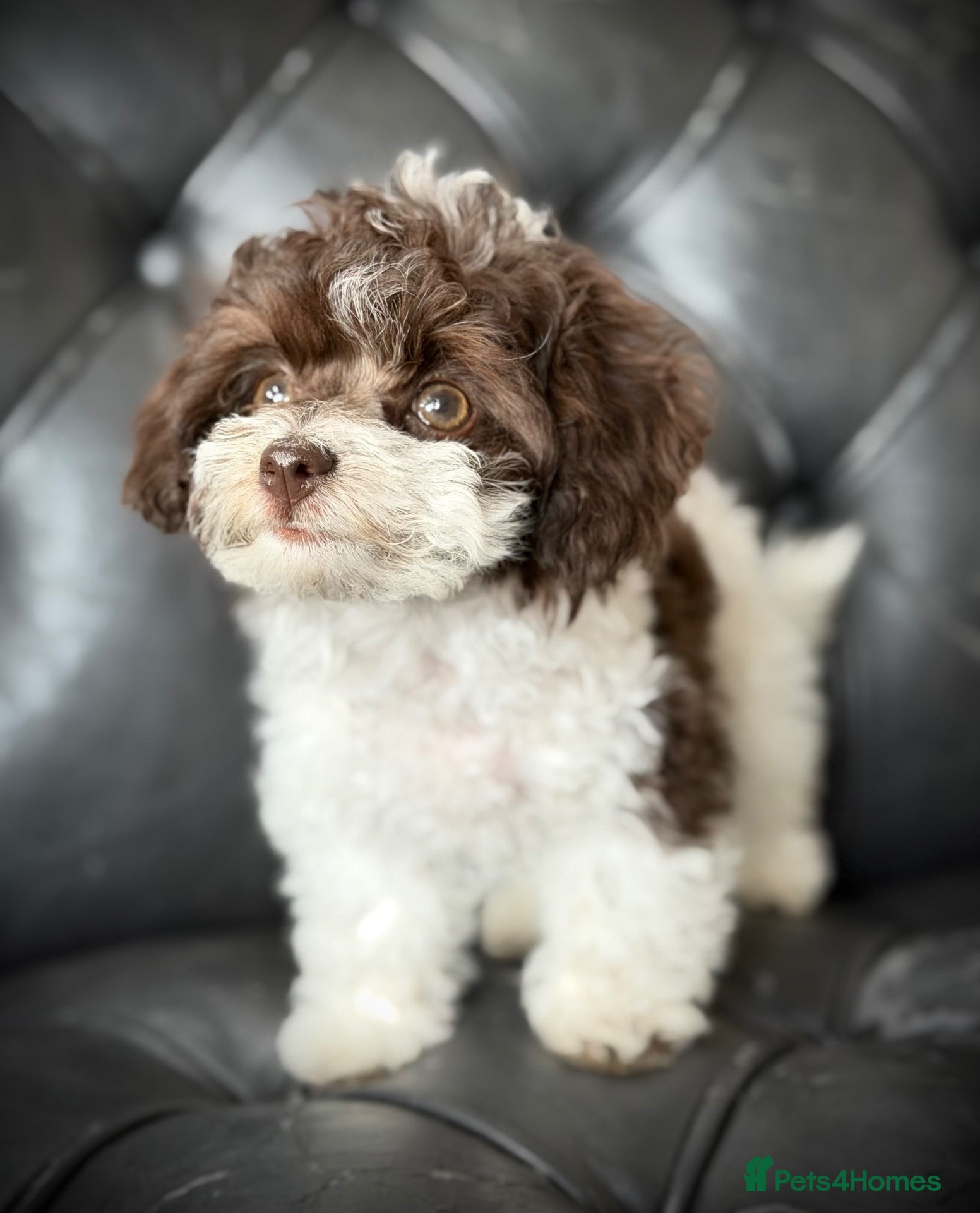 Toy Poodle dogs 🐾 Last 2 Gorgeous Asian Poodle Puppies! 🐾 - Advert 1