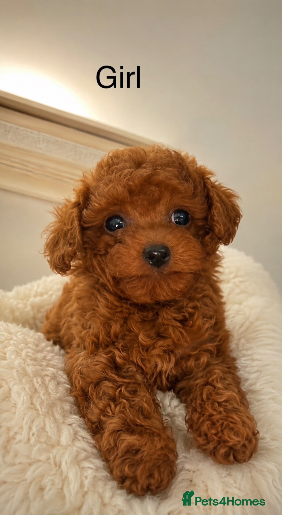 Toy Poodle dogs Asian Toy Poodle  - Advert 1