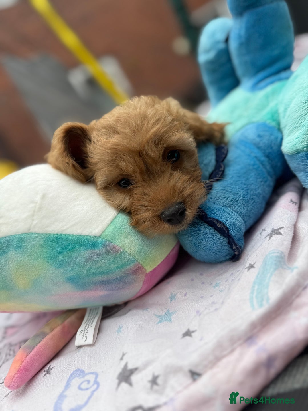 Cockapoo dogs for sale: Ready to go forever home one girl left  - Image 2
