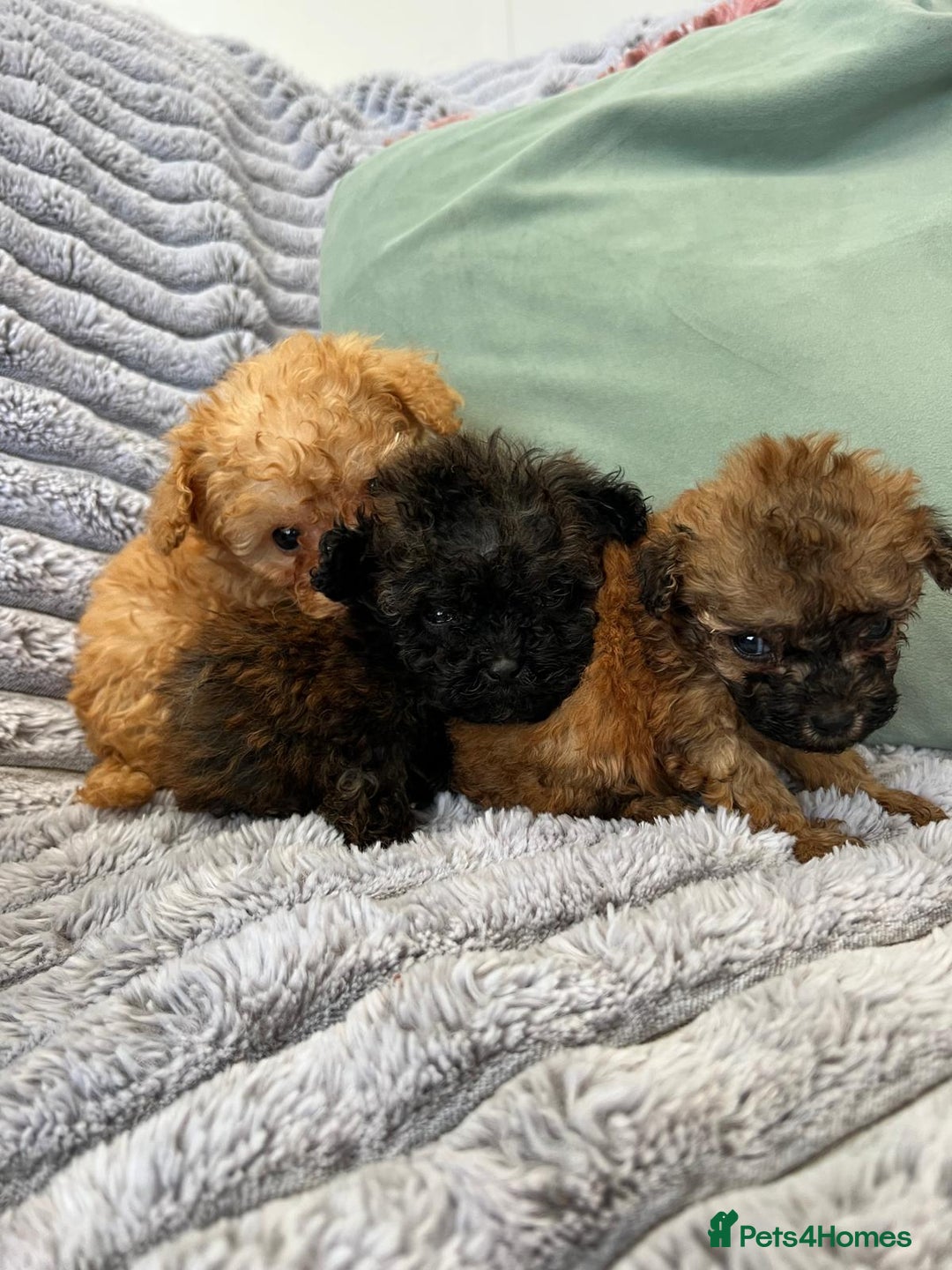 Toy Poodle dogs for sale: Toy poodles ready to leave now! - Image 2