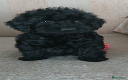 Cockapoo dogs for sale: Stunning black cockapoos  - Image 4