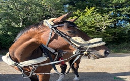 Irish Sports horses for sale: Teens horse / mother / daughter share - Image 11