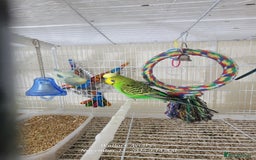 Budgerigars birds for sale: Lovebirds and budgies  - Image 7
